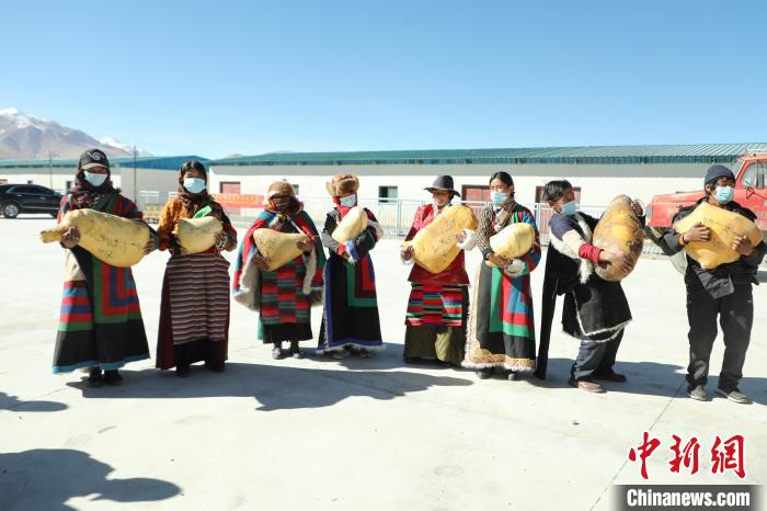 西藏阿里：牧区合作社迎“丰收” 民众喜领分红