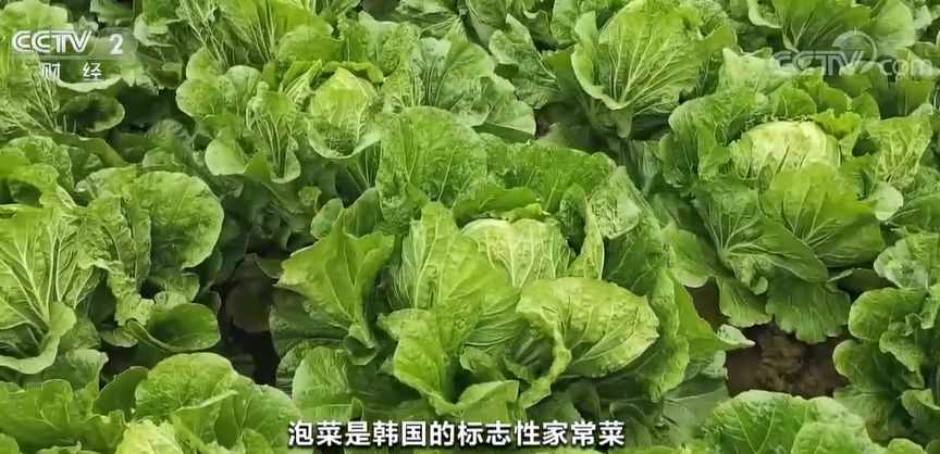山东青岛大白菜丰收 泡菜出口增长