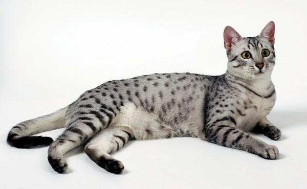 世界上最古老的猫，埃及猫被称为“小豹子”