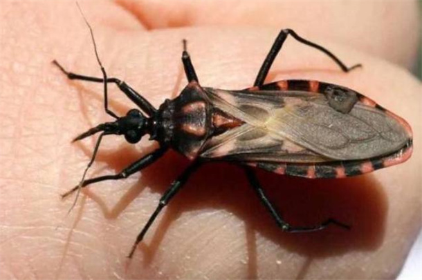 世界上最可怕的十大昆虫 世界上最恐怖的昆虫盘点