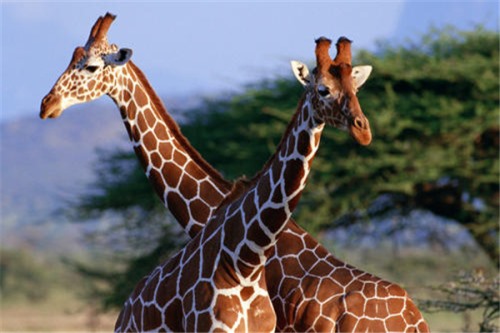 长颈鹿最高可以长到多高 8米平均身高为7m