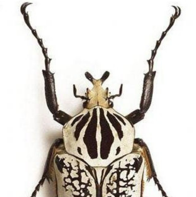 十种体积最大的昆虫 世界上体型最大的昆虫排行榜