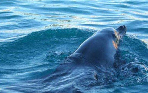 海豚为什么不攻击人类 海豚不攻击人类原因是什么