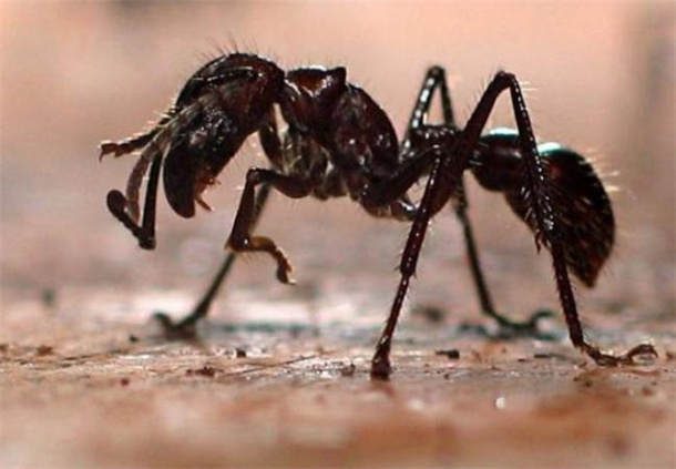 世界上最可怕的十大昆虫 世界上最恐怖的昆虫盘点
