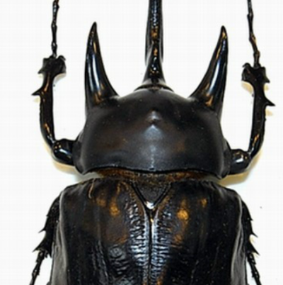 十种体积最大的昆虫 世界上体型最大的昆虫排行榜
