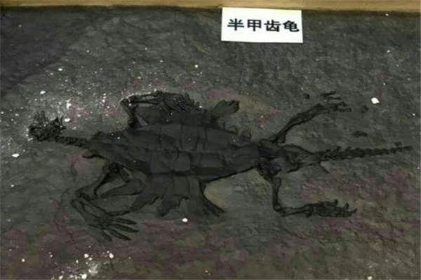 世界上最老的海龟是什么 出现于白垩纪时代的半甲齿龟