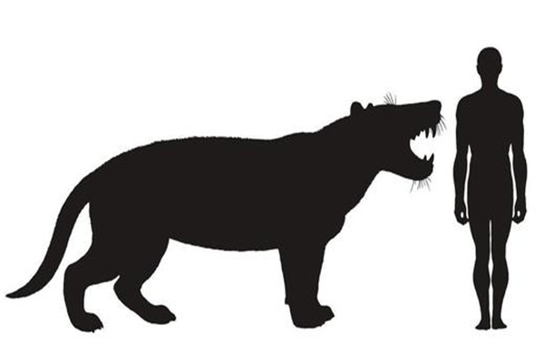 狮鬣兽：生活于2300万年前（灭绝的史前巨兽）