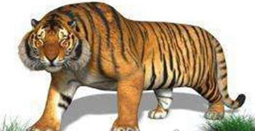 史上最大的老虎800公斤