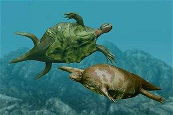 世界上最老的海龟是什么 出现于白垩纪时代的半甲齿龟