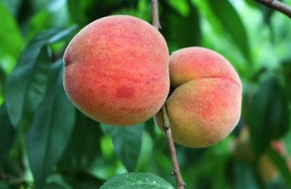 世界上最矮的桃树是多少米 最矮的桃树是怎么样的