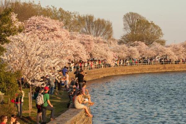 3月出国旅游景点推荐，华盛顿樱花节上榜