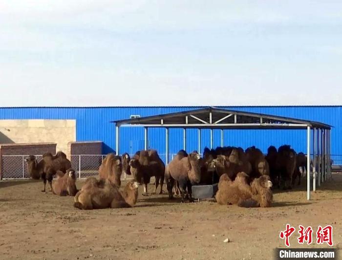 内蒙古：农业“流金淌银” 牧业“畜”势勃发