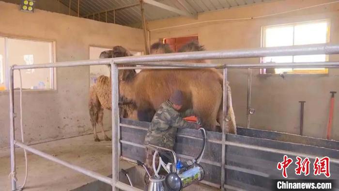 内蒙古：农业“流金淌银” 牧业“畜”势勃发