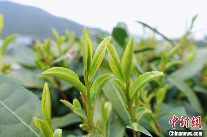 贵州的酒、西湖的茶……中国还有哪些特色饮品？