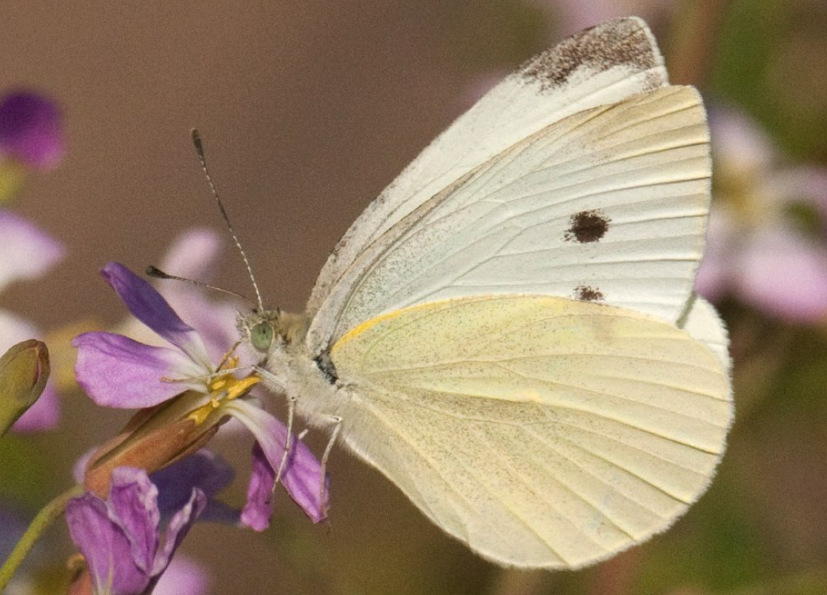 菜粉蝶的繁殖能力怎么样，有哪些方法可以消灭?