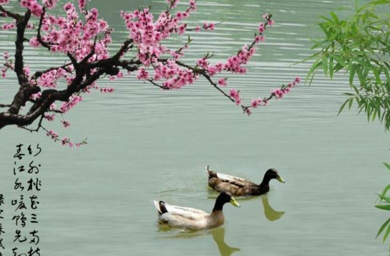 春江水暖鸭先知的意思是什么 春江水暖鸭先知的意思是什么生肖