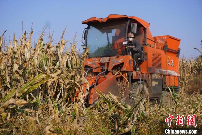 （乡村行·看振兴）亩产提高300公斤 山西上党以绿色理念促玉米高质高产
