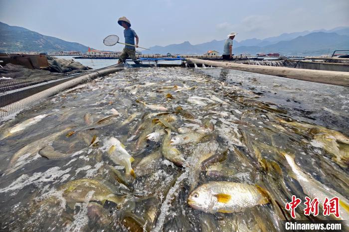 （八闽千姿）从濒临灭绝到中国第一海水养殖鱼：大黄鱼“游”世界